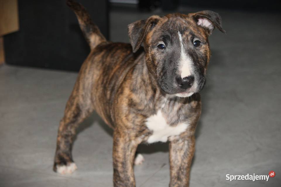 Bulterier miniaturowy Szczenięta ZKwP FCI Toruń