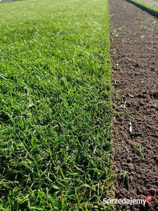 Trawa z rolki z siatką na Kreta polski producent Trawy pomorskie