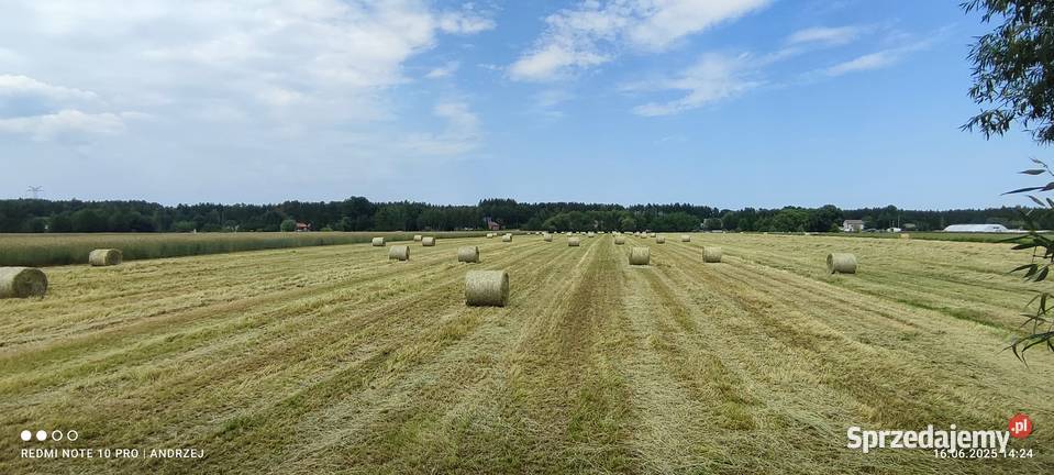 Sprzedam Siano bele duża ilość Kolno