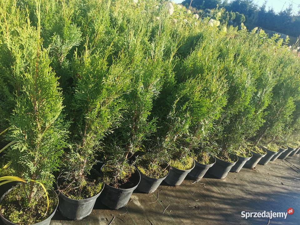 Tuja szmaragd thuja smaragd mazowieckie Chrzanowo-Bronisze