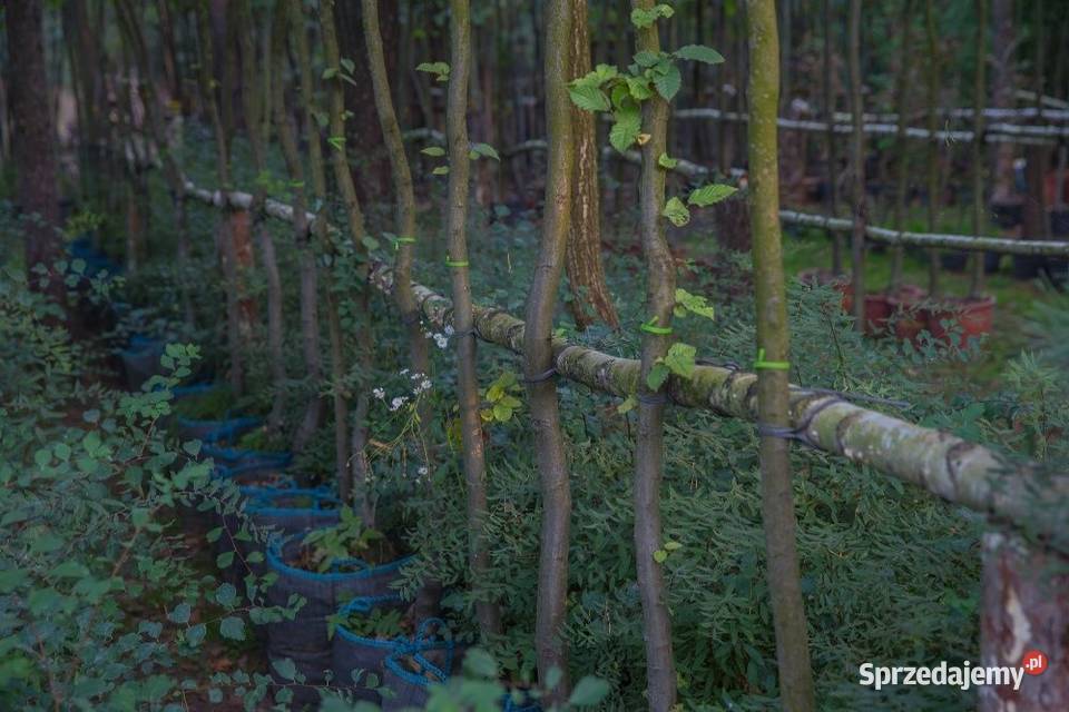 Grab pospolity Carpinus betulus 45 m obwód 810 z