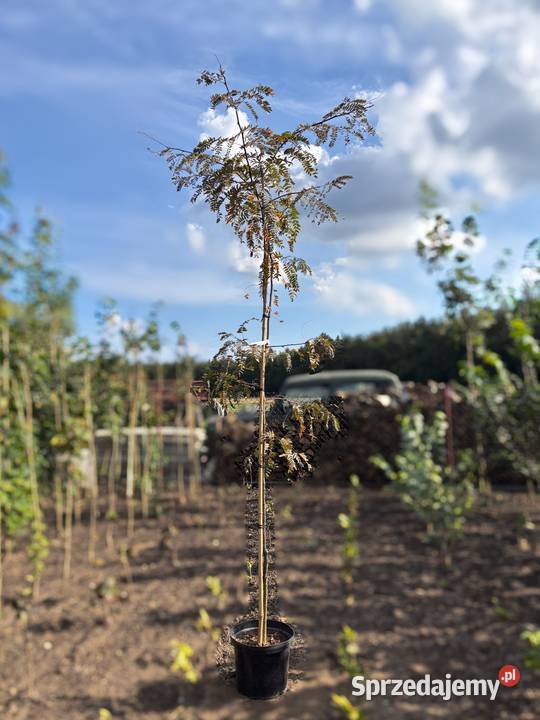 Glediczja trójcierniowa Rubylace Sunburst 230 Sompolno