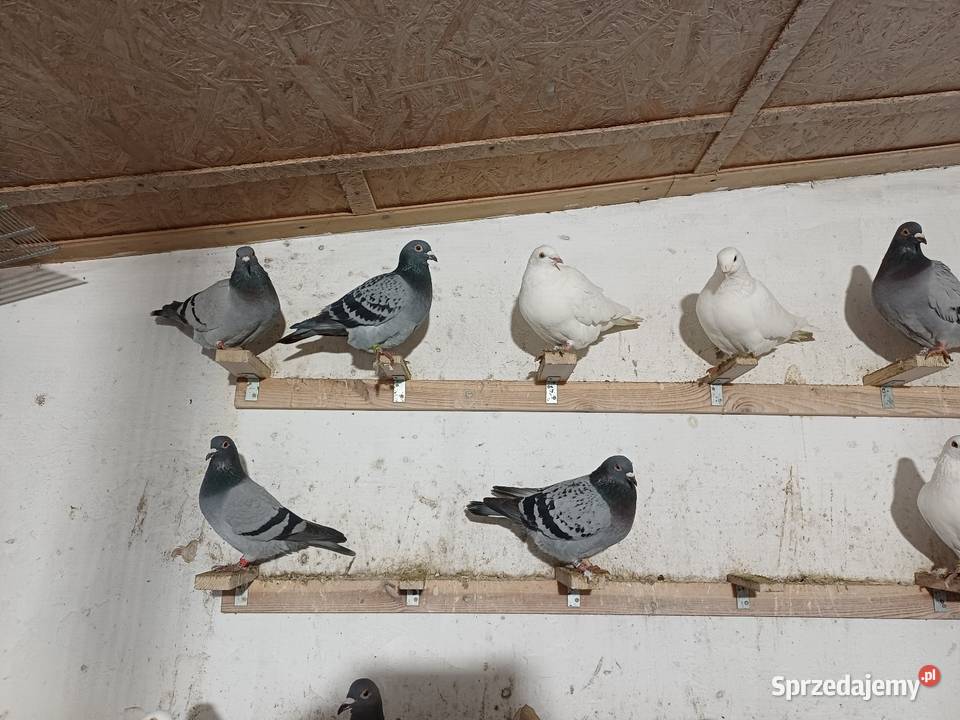Gołębie Pocztowe likwidacja hodowli Ptaki Wejsce