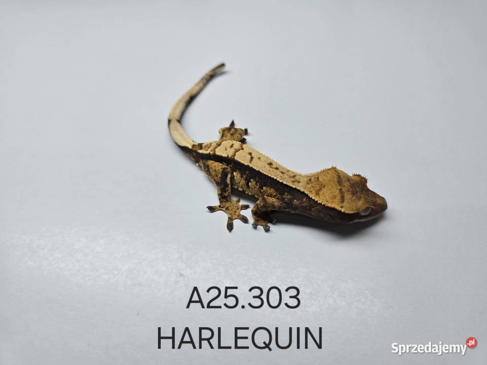 Gekony orzęsione Zawiercie