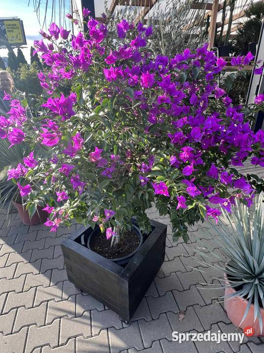 Duża Donica mocna odporna na wode i UV SOLIDNA Warszawa