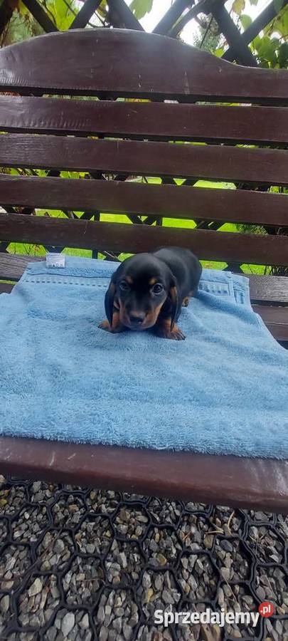 Jamnik miniaturowy szczeniaki Jamnik Tarnów sprzedam