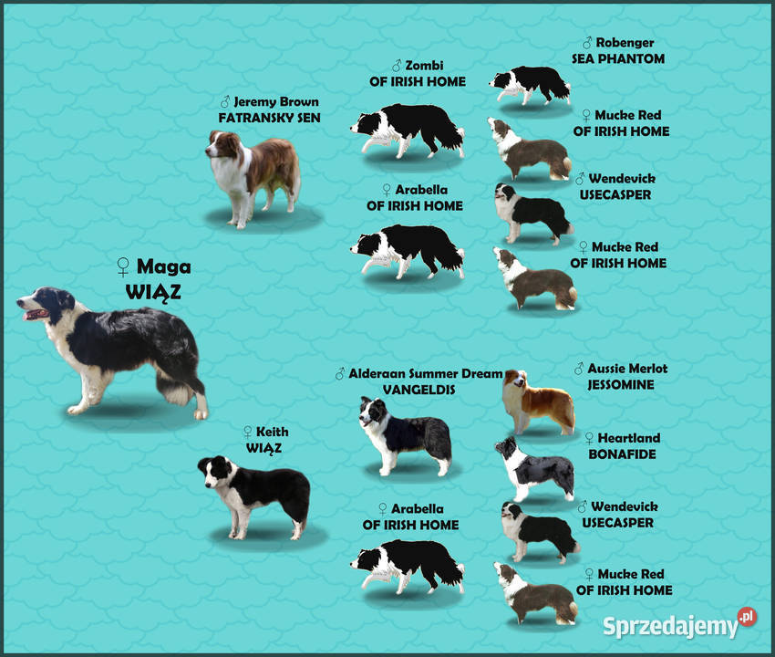 Rasowy pies szczenię Border Collie z Hodowli podkarpackie Iwonicz