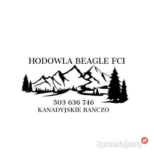 Beagle Tricolor FCI Rzeszów sprzedam