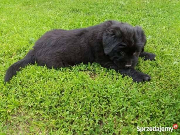 Nowofunland Nowofundland z RODOWODEM Zwierzęta Parczew