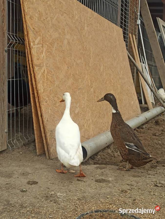 Kaczki biegusy biegusy indyjskie Krasnystaw