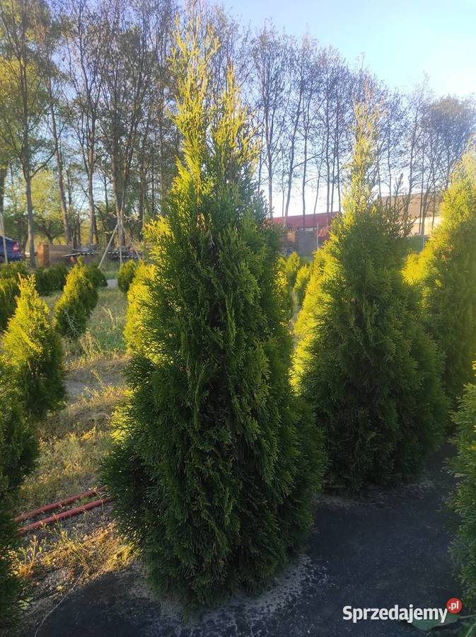 Tuja szmaragd mazowieckie Gliniec