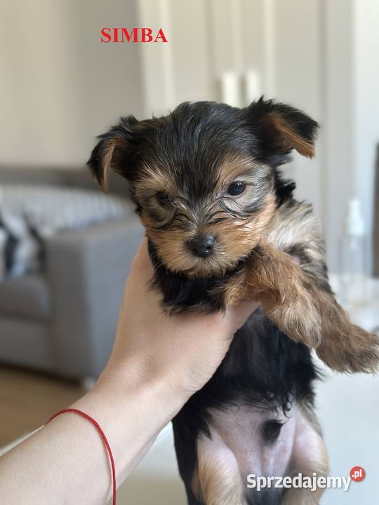Szczeniaki Yorkshire Terrier 6 tygodni Warszawa