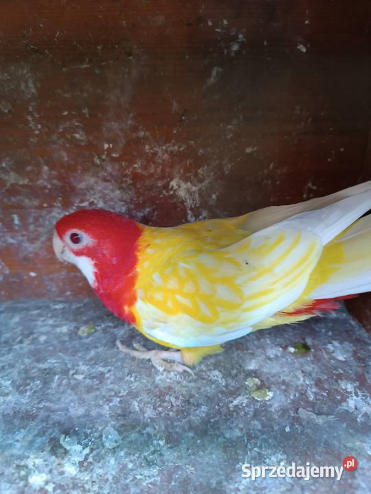 Papugi rozelle białolice sprzedam