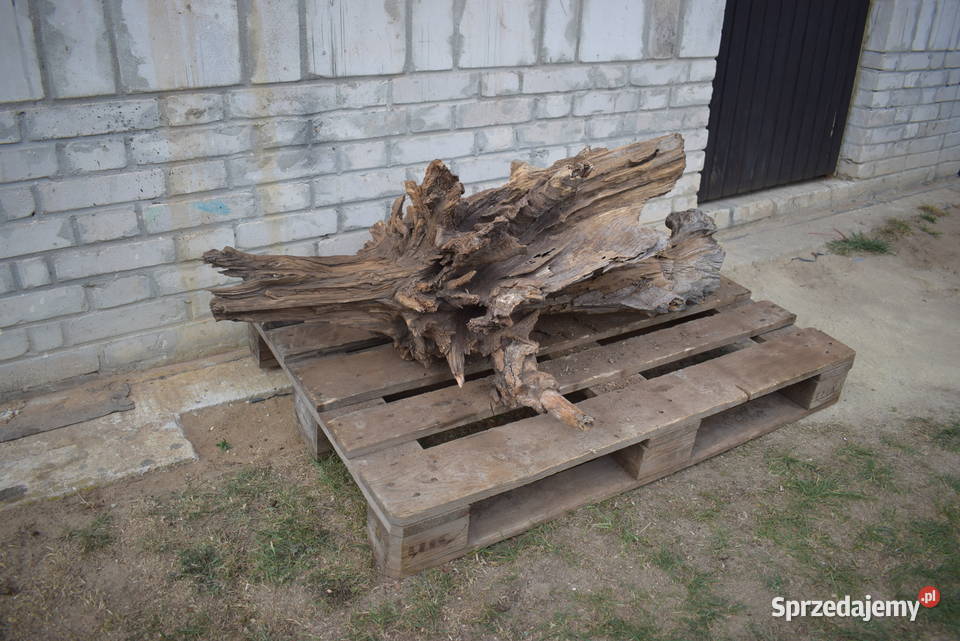 Korzeń ozdobny do ogrodu świętokrzyskie Połaniec