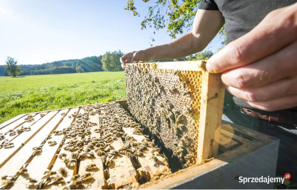 ODKŁAD ODKŁADY PSZCZELE RODZINY REZEWACJE na Kraków