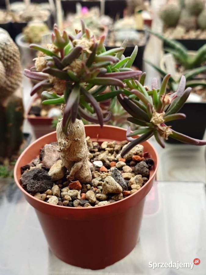 Delosperma bosseranum 10 lat kaudeks sukulent