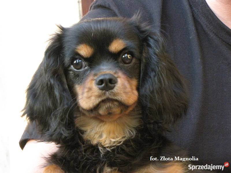 Cavalier King Charles Spaniel z rodowodem Katowice