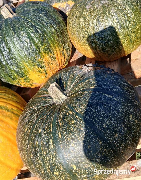 Dynie Kabocha Pozostałe Pińczów
