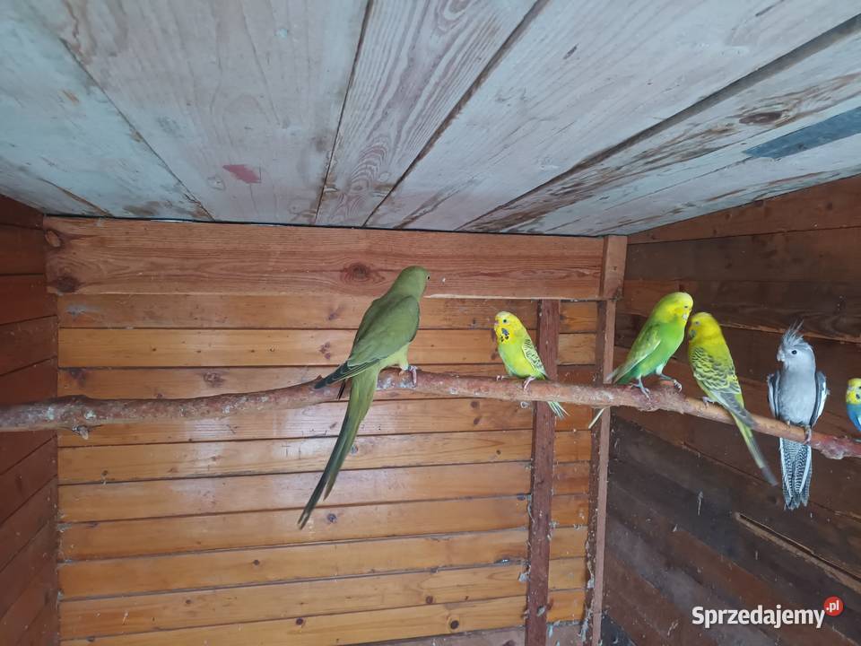 Aleksandretty Aleksandretta Gorzyczki sprzedam