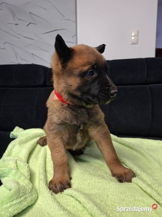 Owczarek Belgijski Malinois Szczeniaki Częstochowa