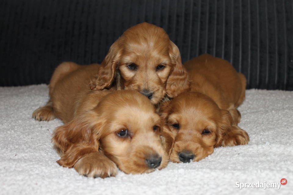 Śliczny szczeniak cocker spaniel małopolskie Radwan