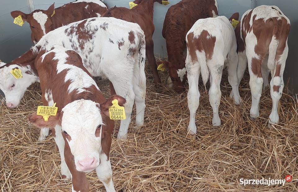 Byczki mięsne i mieszańce Zduńska Wola sprzedam