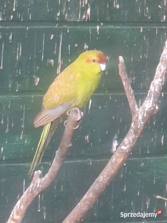 Papugi koziekozy Rydułtowy