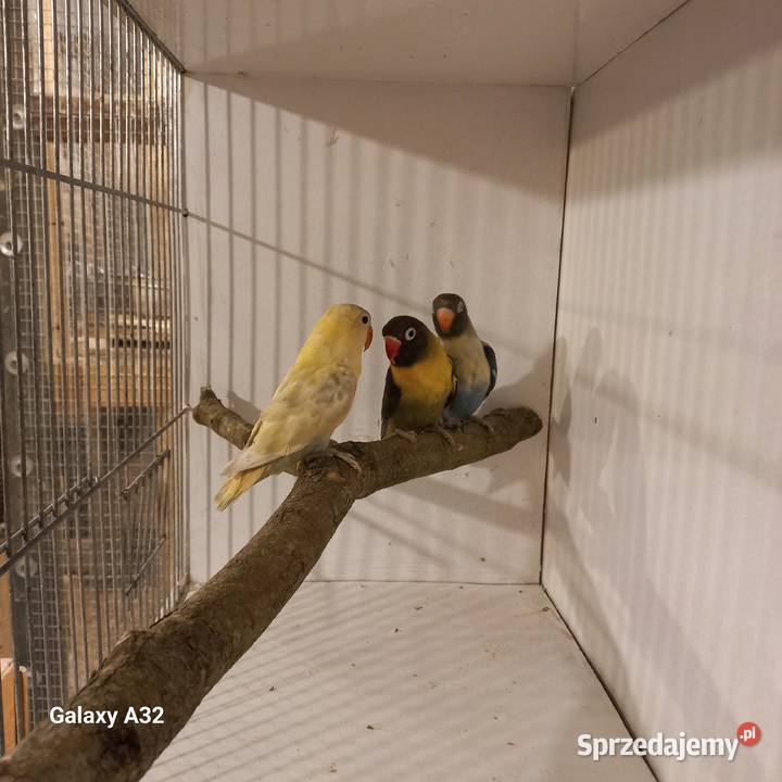 Nierozłączki czarnogłowe 2025r sprzedam