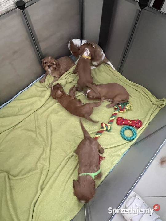 Cavusie szukają domku