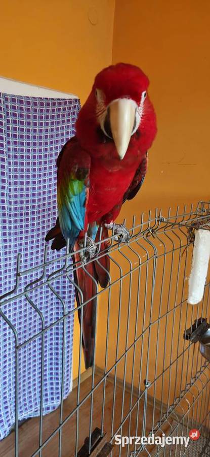 Ara Chloroptera Samica 9 letnia Rybnik
