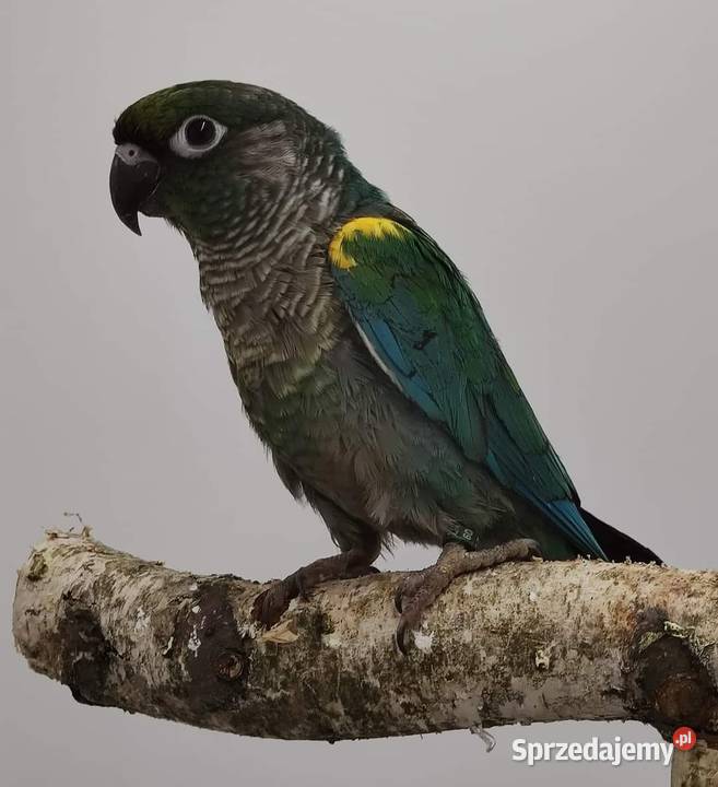 Rudosterka zielonolica łatwo się oswaja i można Gliwice sprzedam