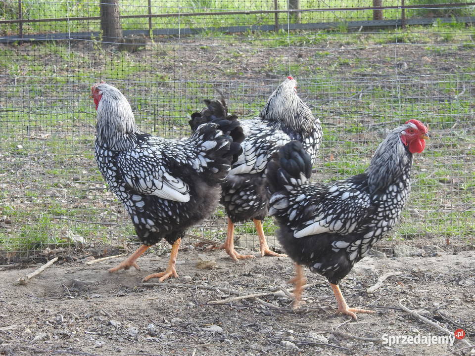 Młode koguty Wyandotte srebrnołuskowana Smarżowa sprzedam