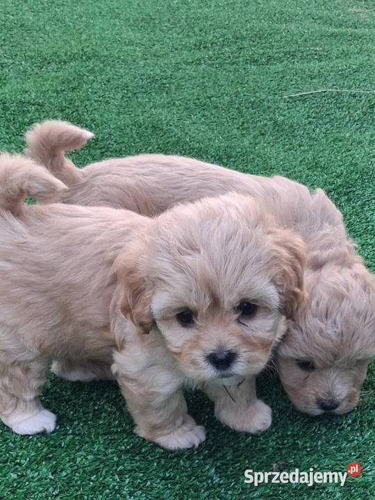 Maltipoo f1 Pozostałe Iłowo-Osada