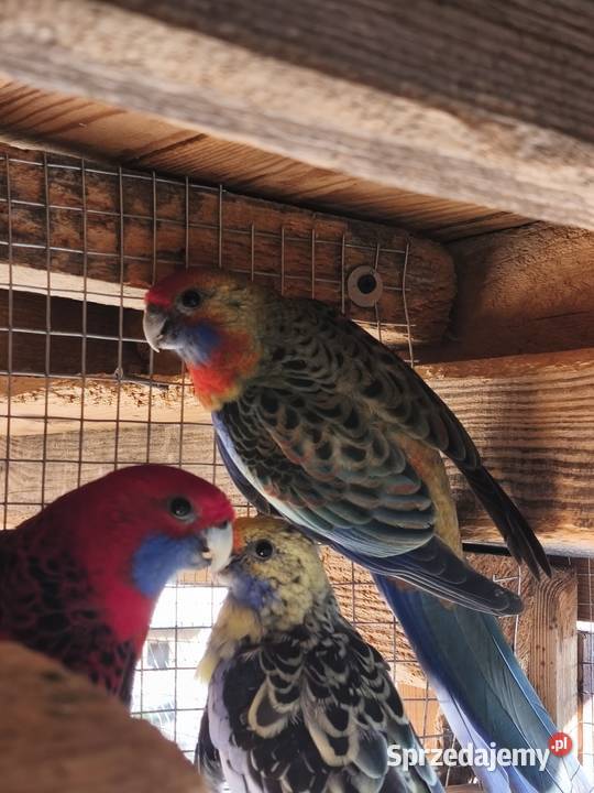 Rozella królewska Bokinka Pańska