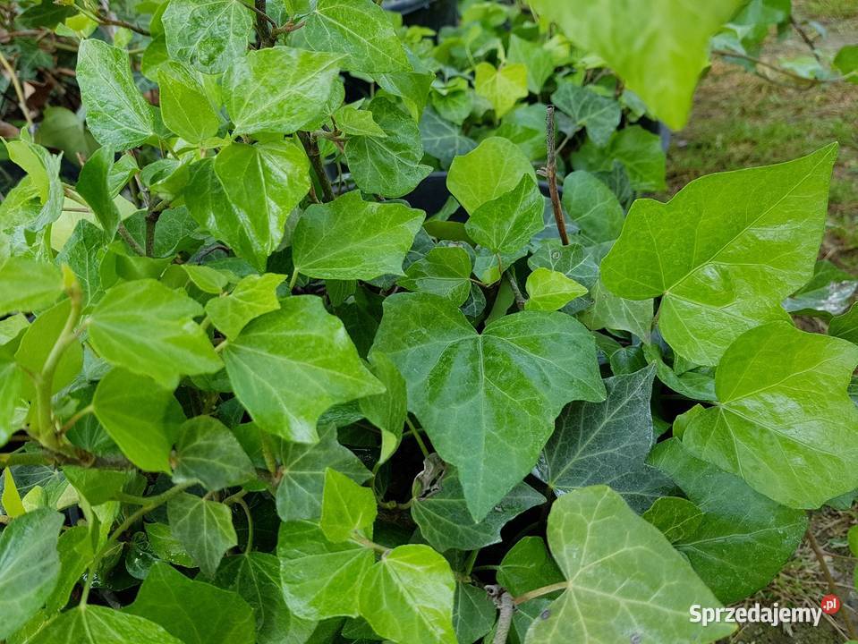 Bluszcz Hedera Helix zimozielony Duże Sadzonki Lublin