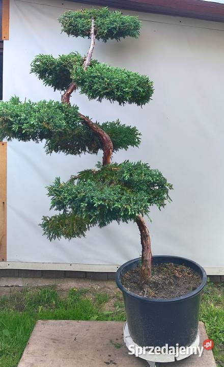 Bonsai Niwaki jałowiec łuskowy Blue Carpet Bonsai podkarpackie Medynia Łańcucka