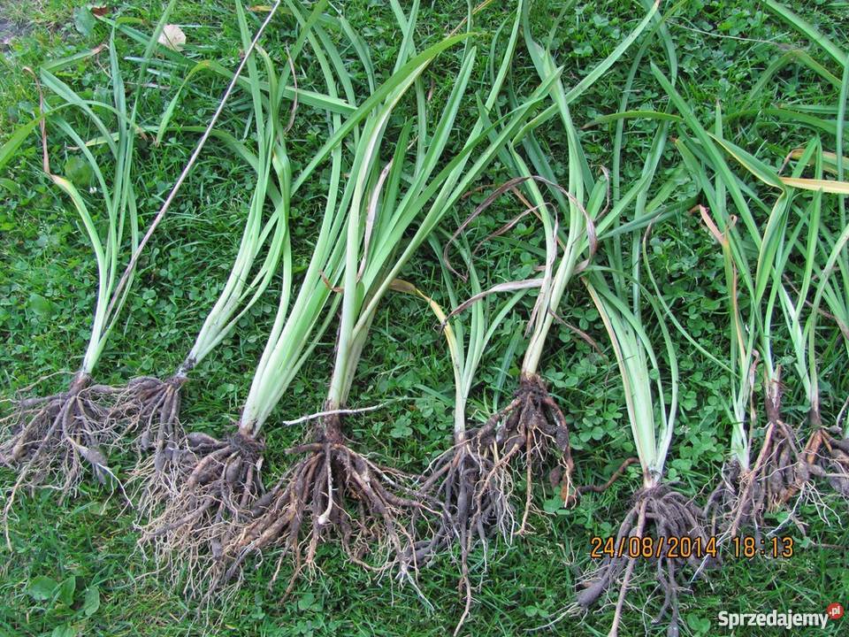 Liliowiec pomarańczowy Pokój