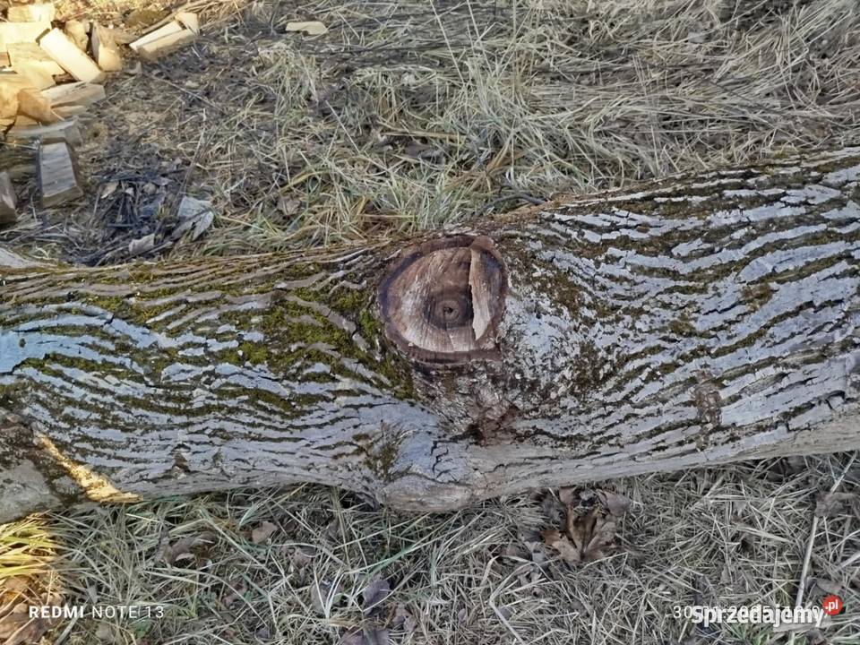 Kloc kłoda pień orzecha włoskiego 04 kubika Sieklówka