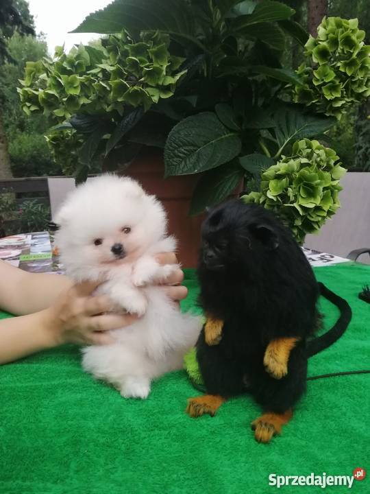 Szpic miniaturowy pomeranianbiałe kuleczki Łódź