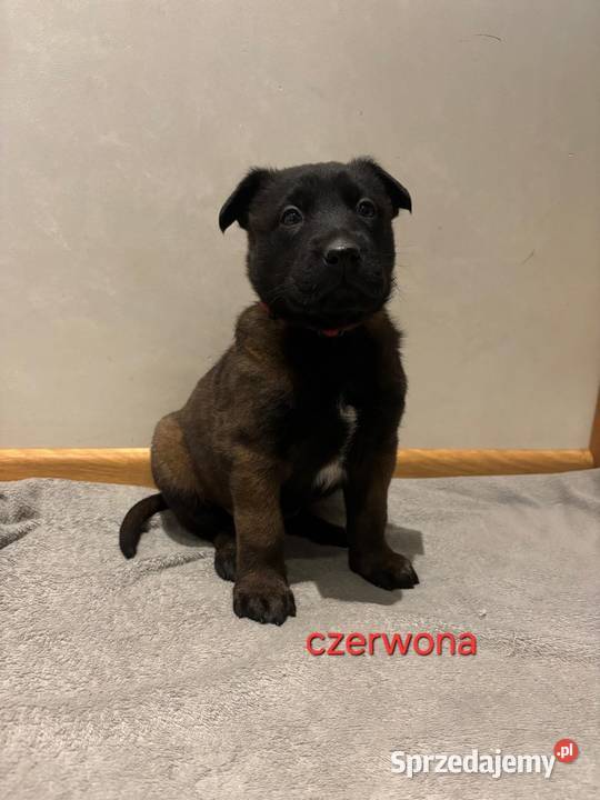 Owczarek belgijski Malinois Wójtostwo sprzedam