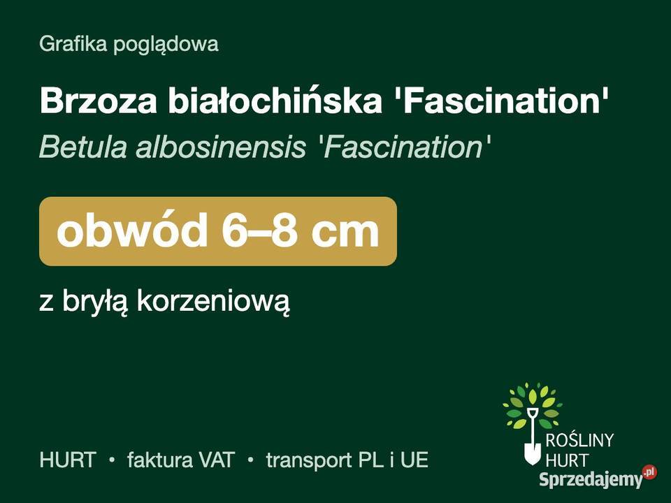 Brzoza białochińska Fascination obwód 68 z bryłą