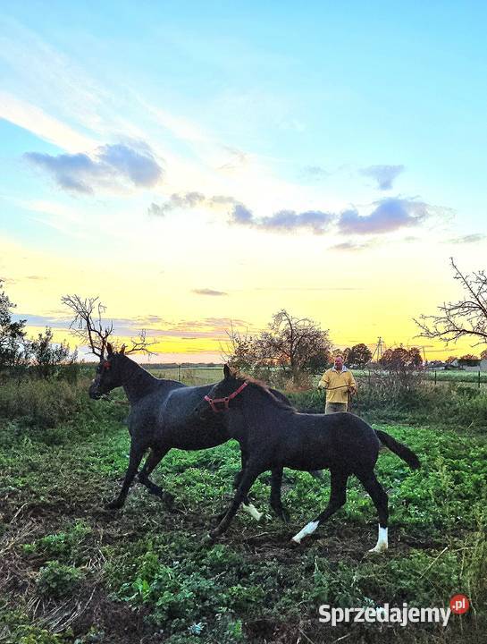 Kary ogier odsadek na sprzedaż Rokutów