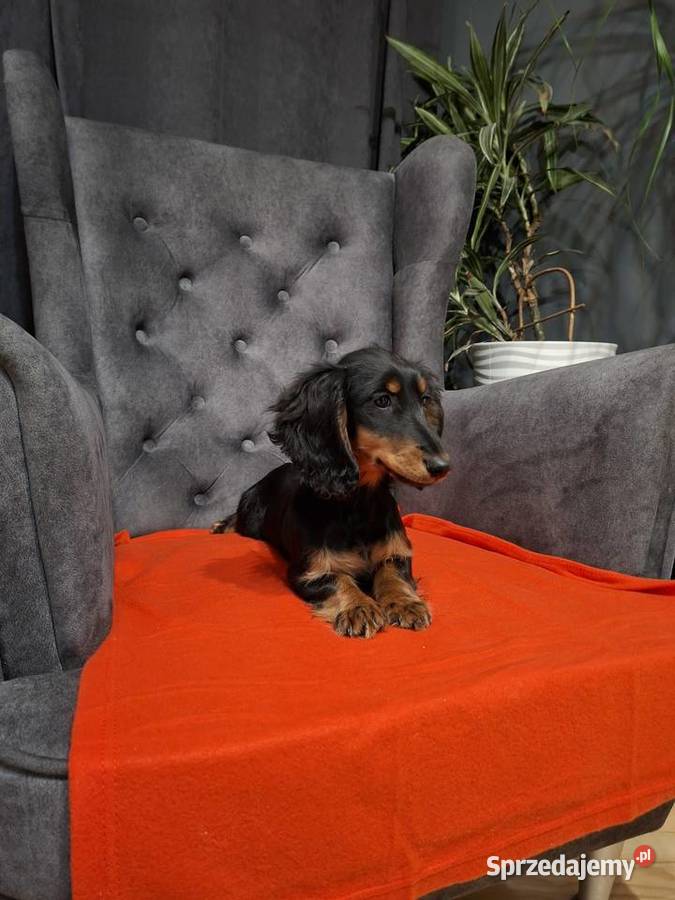 Jamnik długowłosy suczka Żyrardów sprzedam