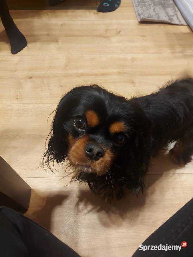 Cudowny Cavalier szuka nowej kochającej rodziny śląskie Dąbrowa Górnicza