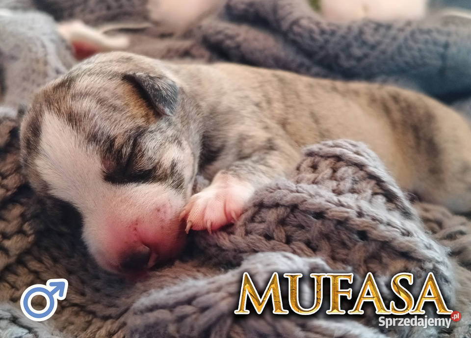 MUFASA Whippet na sprzedaż piękne rasowe zdrowe Pozostałe Poznań