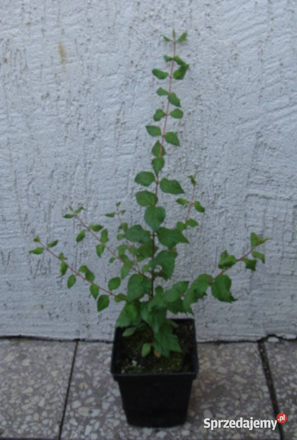 KOLKWICJA CHIŃSKA sadzonki w doniczkach Promocja