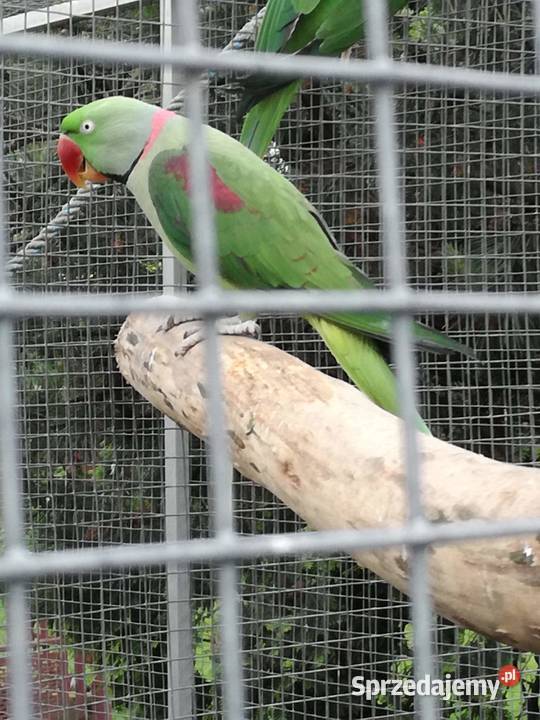 Samiec samice Chudów