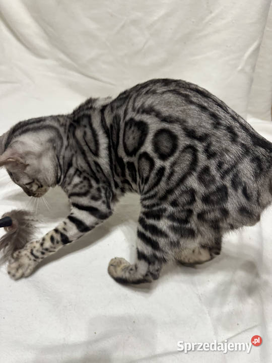 Bengal Blanco 5 miesięczny kocur Silver Spotted Warszawa