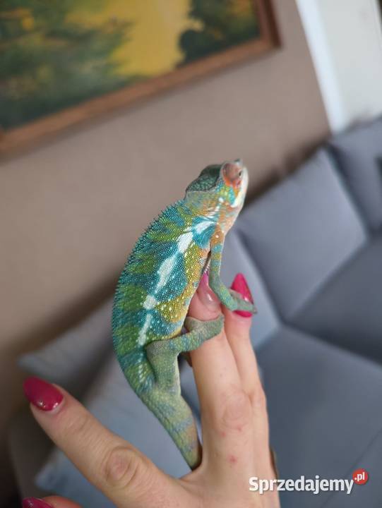Kameleon Lamparci samce i samice Jawor