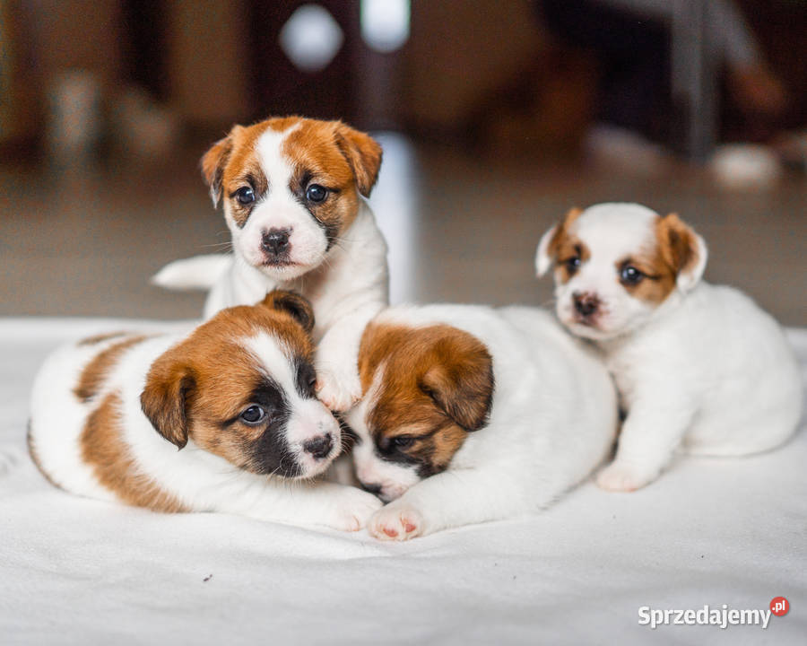szczeniaki Jack Russell Terrier z rodowodem Zielona Góra